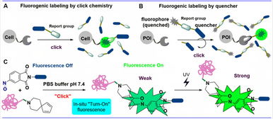 上海科技大學(xué)劉佳與姜標(biāo)團(tuán)隊合作開發(fā)原位光激活生物正交偶聯(lián)反應(yīng)，推動生物技術(shù)新突破
